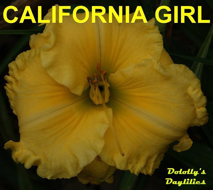 Photo of Daylily (Hemerocallis 'California Girl') uploaded by Joy