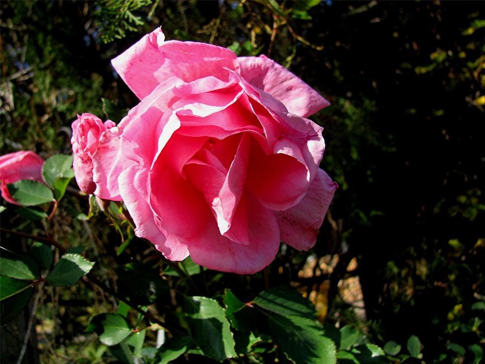 Photo of Rose (Rosa 'Carefree Beauty') uploaded by LarryR