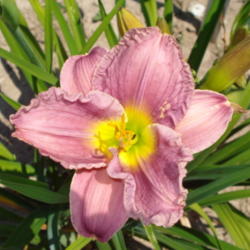 Location: Currie's Daylily Farm-Whittemore Mi.
Date: 2012-07-02