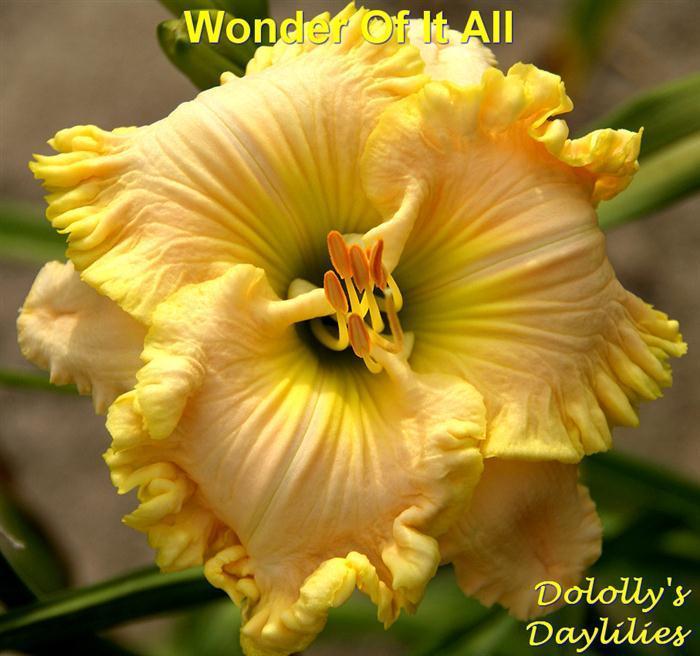 Photo of Daylily (Hemerocallis 'Wonder of It All') uploaded by Joy