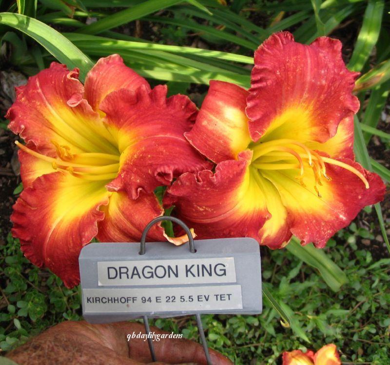 Photo of Daylily (Hemerocallis 'Dragon King') uploaded by Joy