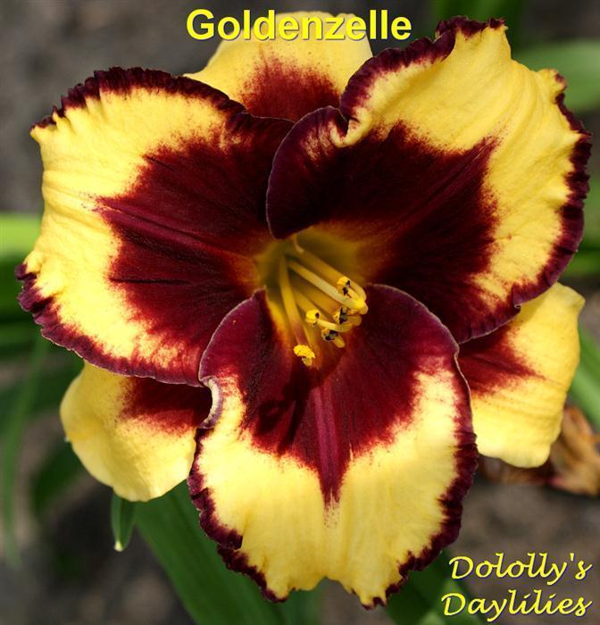 Photo of Daylily (Hemerocallis 'Goldenzelle') uploaded by Joy