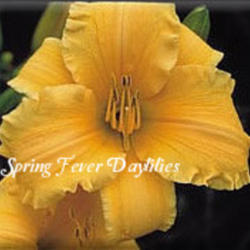
Photo Courtesy of Spring Fever Daylilies. Used with Permission