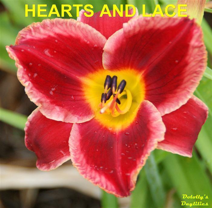 Photo of Daylily (Hemerocallis 'Hearts and Lace') uploaded by Joy