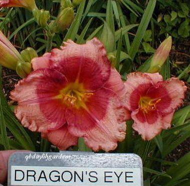 Photo of Daylily (Hemerocallis 'Dragons Eye') uploaded by Joy