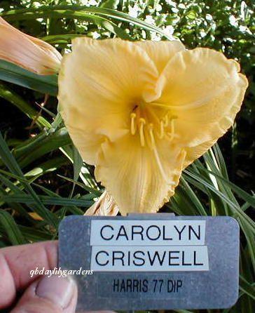 Photo of Daylily (Hemerocallis 'Carolyn Criswell') uploaded by Joy