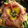 Photo Courtesy of Dololly's Daylilies. Used with Permission