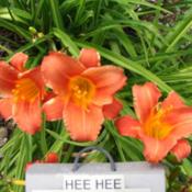Photo Courtesy of QB Daylily Gardens. Used with Permission.