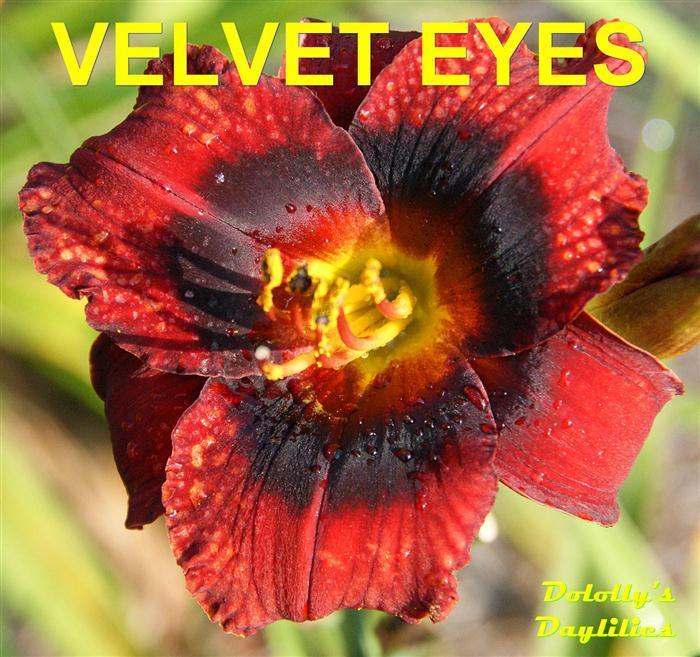 Photo of Daylily (Hemerocallis 'Velvet Eyes') uploaded by Joy