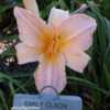 Photo Courtesy of QB Daylily Gardens. Used with Permission.