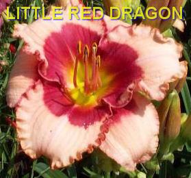 Photo of Daylily (Hemerocallis 'Little Red Dragon') uploaded by Joy