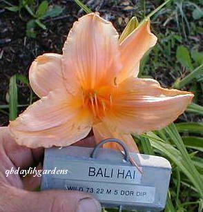 Photo of Daylily (Hemerocallis 'Bali Hai') uploaded by Joy
