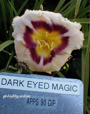 Photo of Daylily (Hemerocallis 'Dark Eyed Magic') uploaded by Joy
