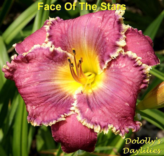 Photo of Daylily (Hemerocallis 'Face of the Stars') uploaded by Joy