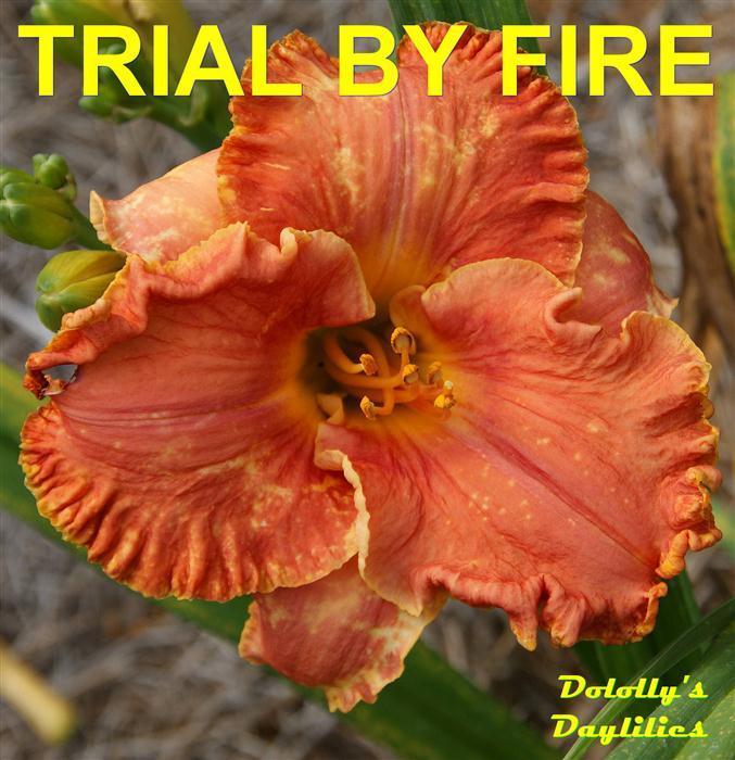 Photo of Daylily (Hemerocallis 'Trial by Fire') uploaded by Joy