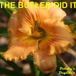 
Photo Courtesy of Dololly's Daylilies. Used with Permission