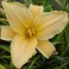 Photo Courtesy of Spring Fever Daylilies. Used with Permission