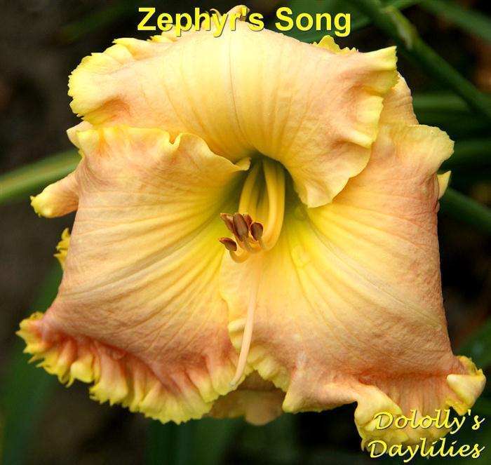 Photo of Daylily (Hemerocallis 'Zephyr's Song') uploaded by Joy