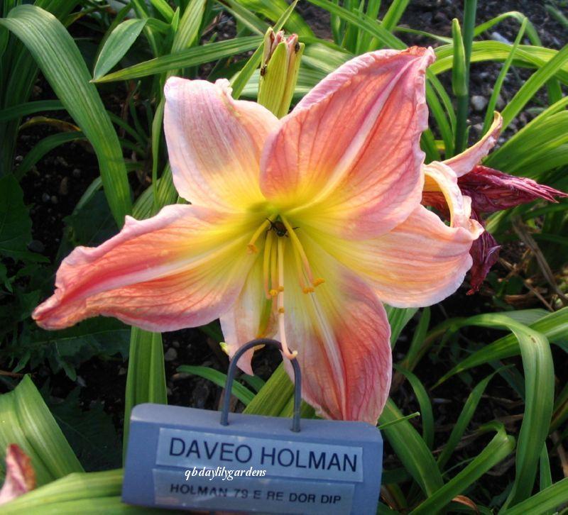 Photo of Daylily (Hemerocallis 'Daveo Holman') uploaded by Joy