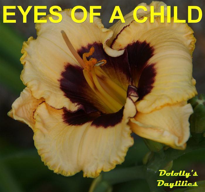 Photo of Daylily (Hemerocallis 'Eyes of a Child') uploaded by Joy
