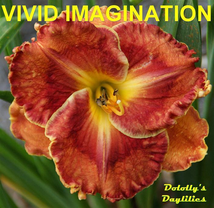 Photo of Daylily (Hemerocallis 'Vivid Imagination') uploaded by Joy