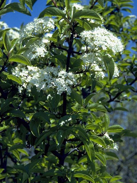 Photo of Blackhaw Viburnum (Viburnum prunifolium) uploaded by SongofJoy