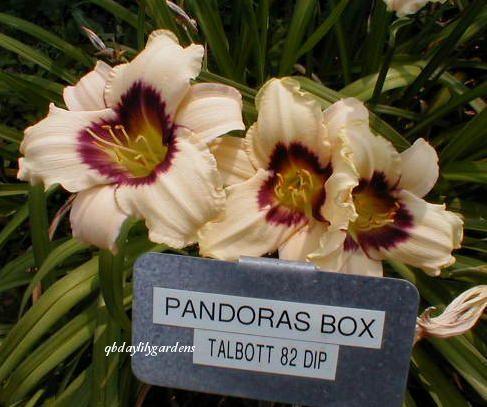 Photo of Daylily (Hemerocallis 'Pandora's Box') uploaded by Joy