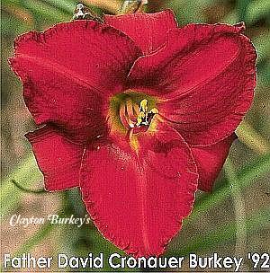 Photo of Daylily (Hemerocallis 'Father David Cronauer') uploaded by Joy