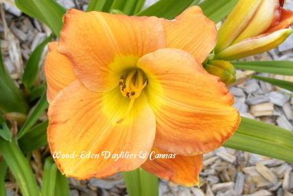 Photo of Daylily (Hemerocallis 'Calistoga Sun') uploaded by Joy