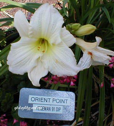 Photo of Daylily (Hemerocallis 'Orient Point') uploaded by Joy