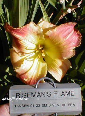 Photo of Daylily (Hemerocallis 'Riseman's Flame') uploaded by Joy