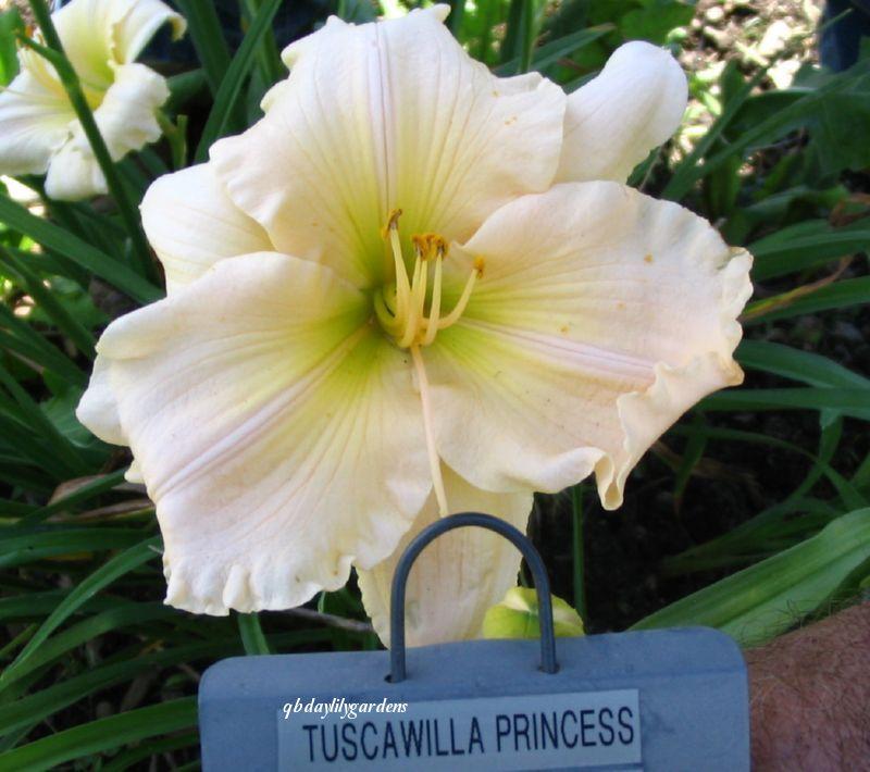 Photo of Daylily (Hemerocallis 'Tuscawilla Princess') uploaded by Joy