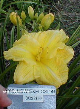 Photo of Daylily (Hemerocallis 'Yellow Explosion') uploaded by Joy