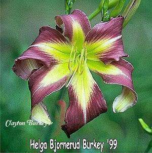 Photo of Daylily (Hemerocallis 'Helga Bjornerud Burkey') uploaded by Joy