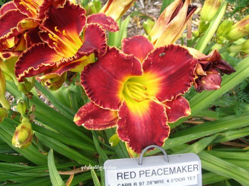 Photo of Daylily (Hemerocallis 'Red Peacemaker') uploaded by Joy