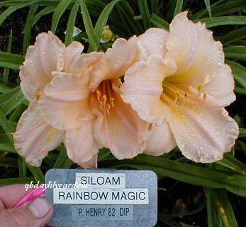 Photo of Daylily (Hemerocallis 'Siloam Rainbow Magic') uploaded by Joy