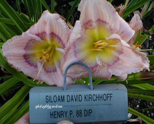 Photo of Daylily (Hemerocallis 'Siloam David Kirchhoff') uploaded by Joy