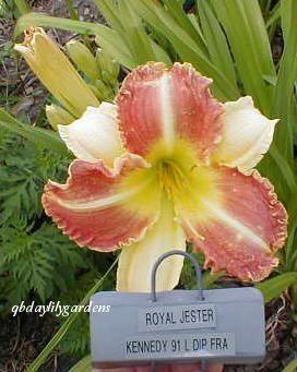 Photo of Daylily (Hemerocallis 'Royal Jester') uploaded by Joy