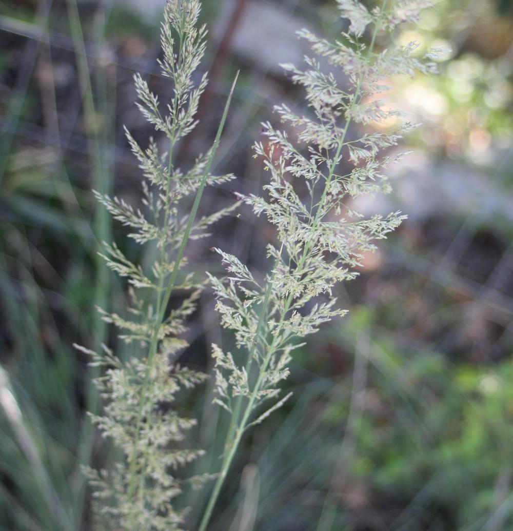 Photo of Big Muhly Grass (Muhlenbergia lindheimeri) uploaded by LindaTX8