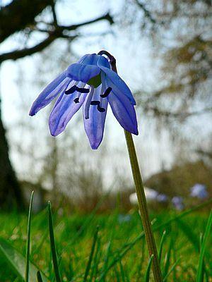 Photo of Siberian Squill (Scilla siberica) uploaded by SongofJoy