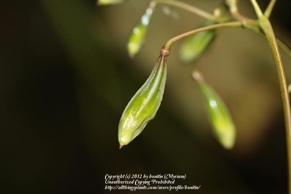 Photo of Himalayan Balsam (Impatiens glandulifera) uploaded by bonitin