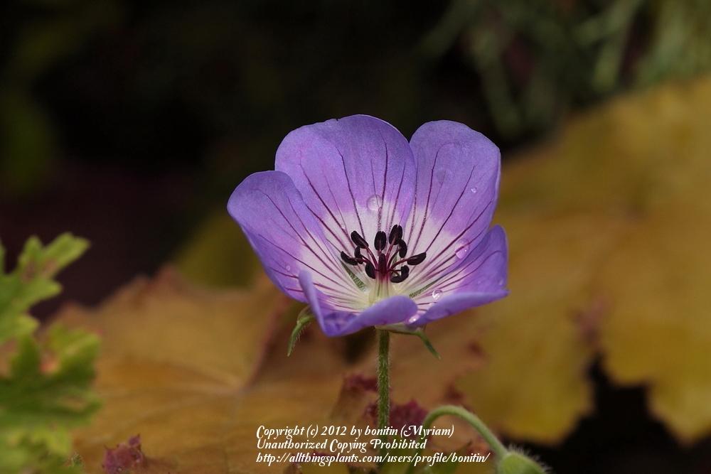 Photo of Geranium (Geranium wallichianum 'Sweet Heidy') uploaded by bonitin