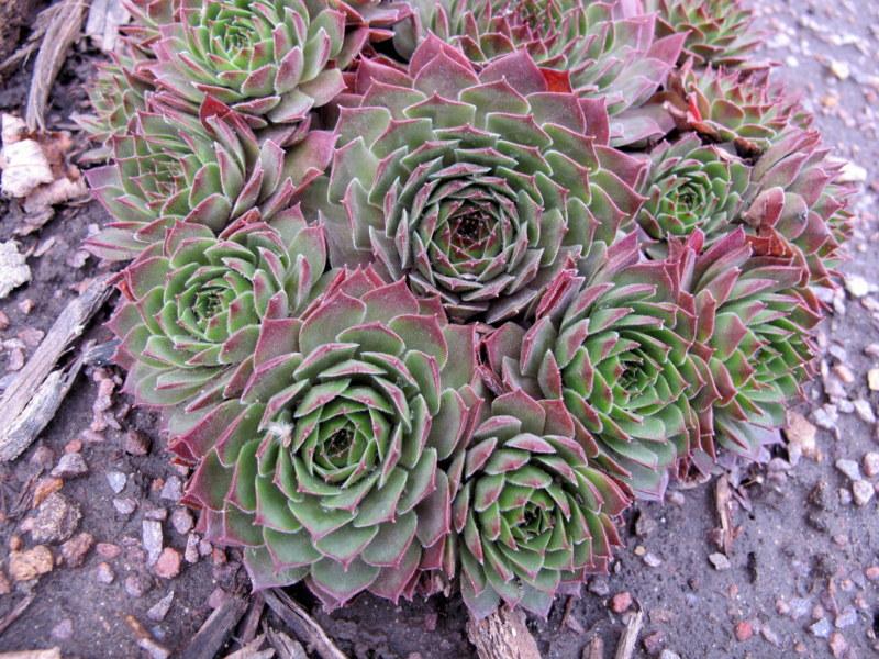 Photo of Hen and Chicks (Sempervivum 'Oh My') uploaded by goldfinch4