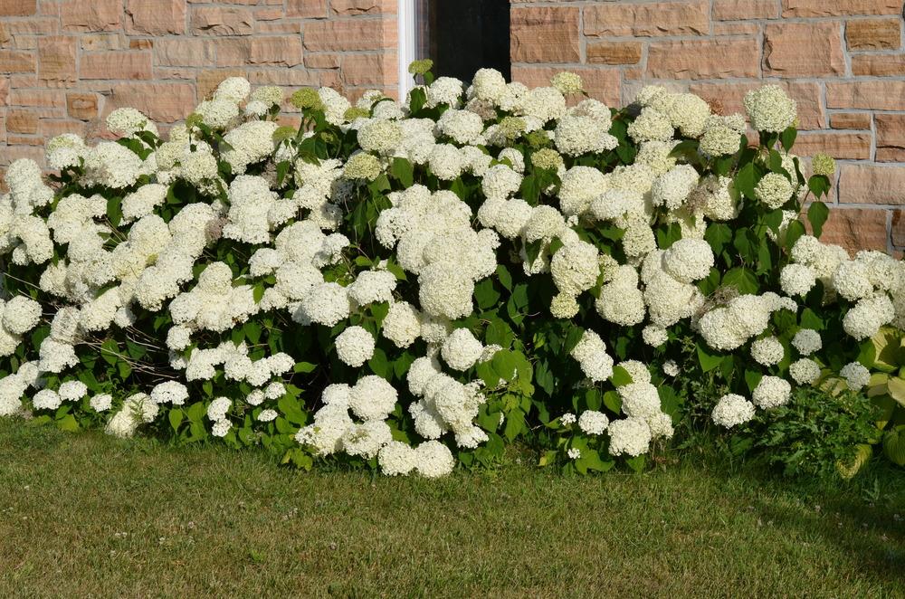 Photo of Smooth Hydrangea (Hydrangea arborescens 'Annabelle') uploaded by Anne