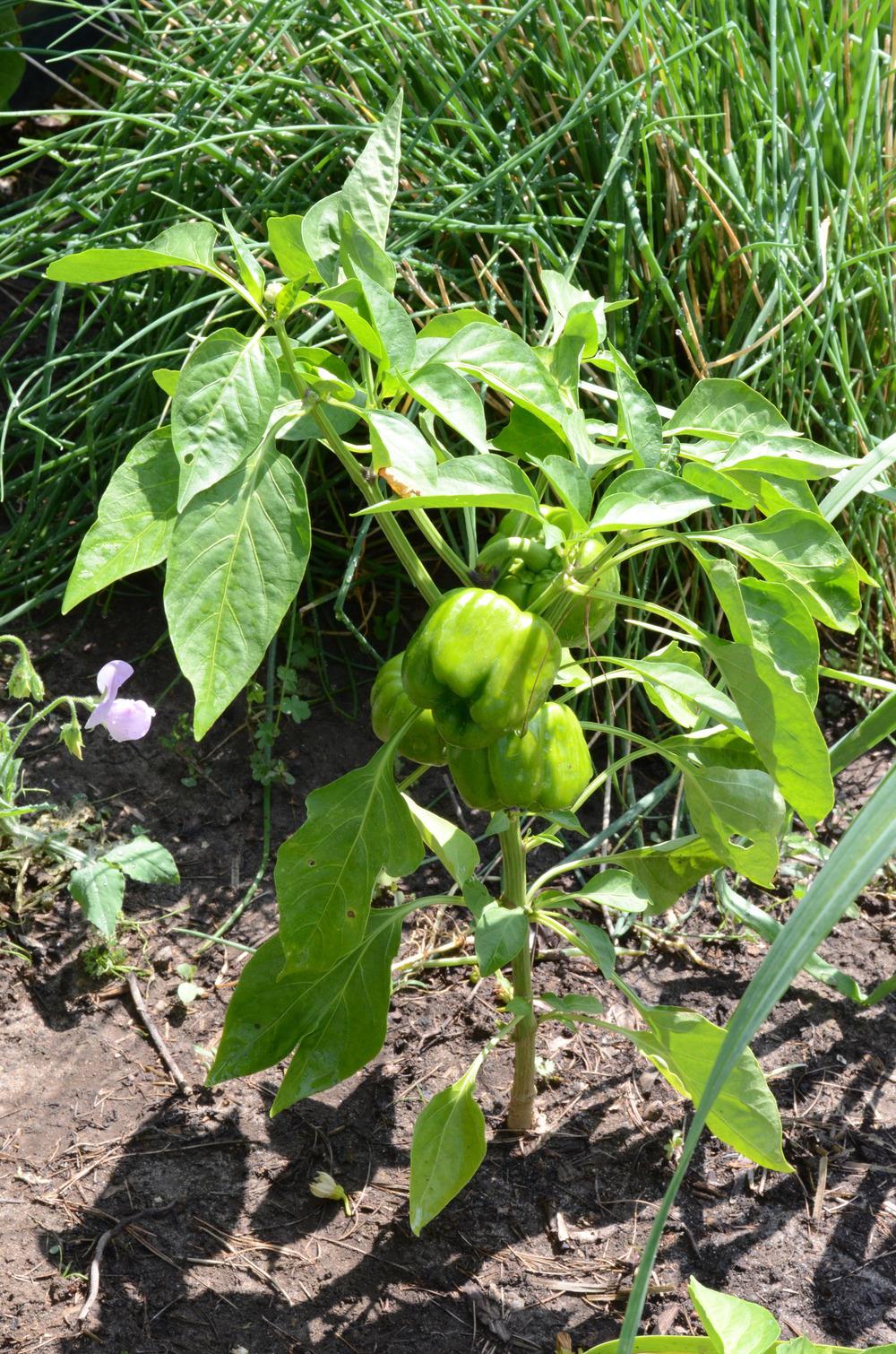 Photo of Bell Pepper (Capsicum annuum 'Satsuma') uploaded by Anne
