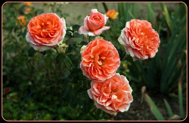 Photo of Rose (Rosa 'Adobe Sunrise') uploaded by Calif_Sue