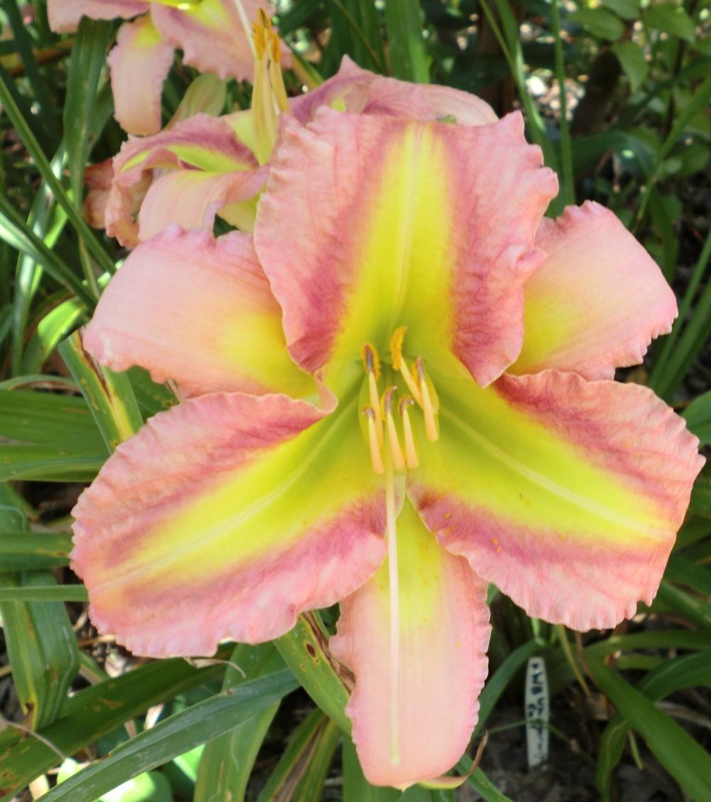 Photo of Daylily (Hemerocallis 'Westbourne Whipperwill Call') uploaded by Ditchlily