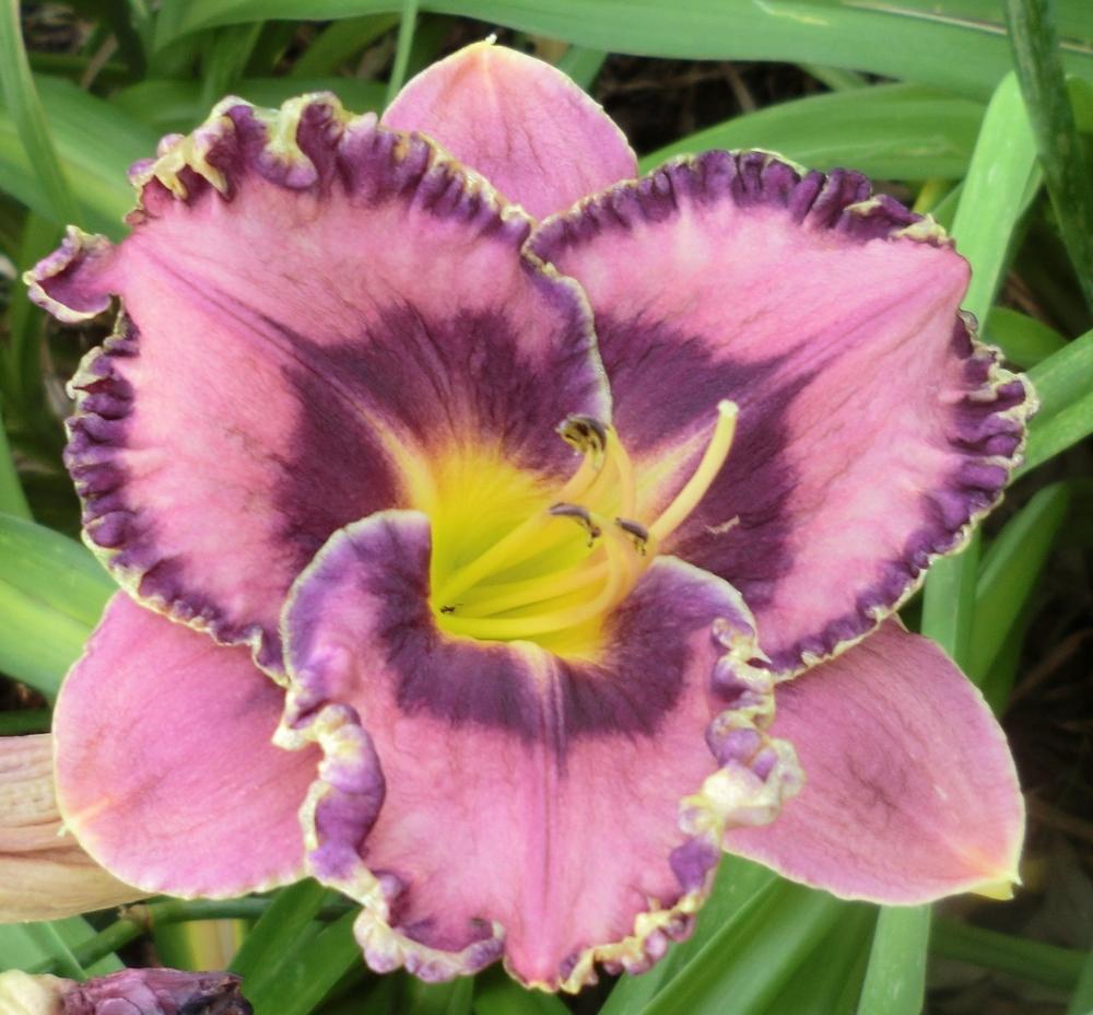 Photo of Daylily (Hemerocallis 'Queen's Circle') uploaded by Ditchlily