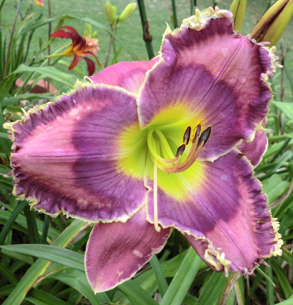 Photo of Daylily (Hemerocallis 'God Save the Queen') uploaded by Ditchlily