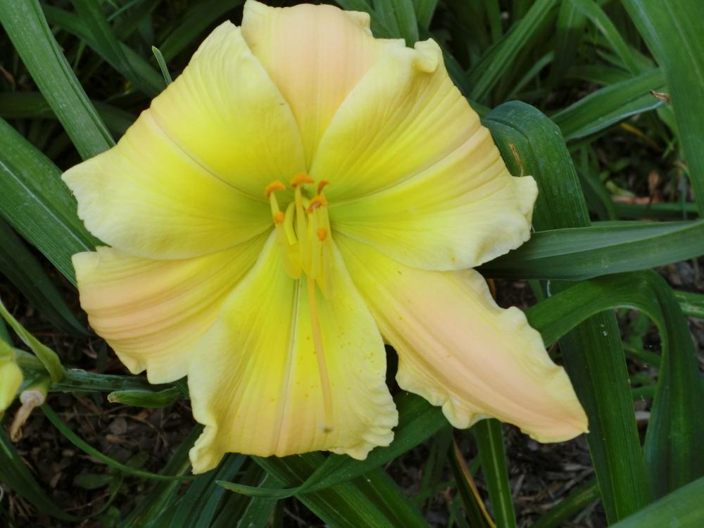 Photo of Daylily (Hemerocallis 'Texas Beautiful Bouquet') uploaded by Ditchlily
